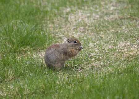 Photo for Belding's Ground Squirrel (urocitellus beldingi) sitting back on it's haunches in a grassy area - Royalty Free Image