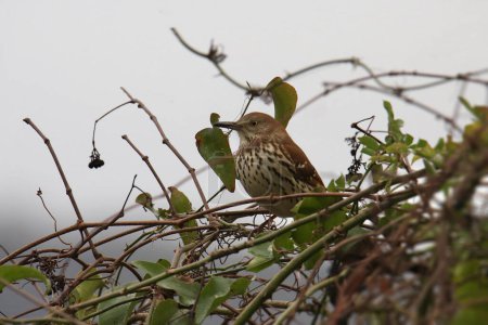 Photo for Brown Thrasher (toxostoma rufum) perched in a tangle of vines - Royalty Free Image