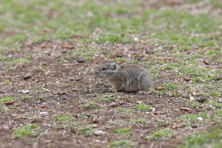 Photo for Belding's Ground Squirrel (urocitellus beldingi) foraging on grassy ground - Royalty Free Image