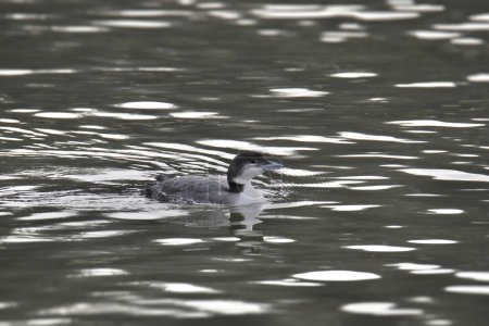 Photo for Common Loon (winter coloring) (gavia immer) swimming in a lake - Royalty Free Image