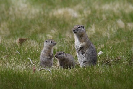 Photo for Family of Belding's Ground Squirrels (urocitellus beldingi) in a grassy lawn - Royalty Free Image