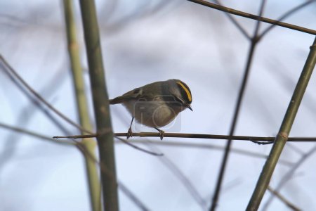 Photo for Golden-crowned Kinglet (regulus satrapa) with a very clear view of it's golden crown - Royalty Free Image