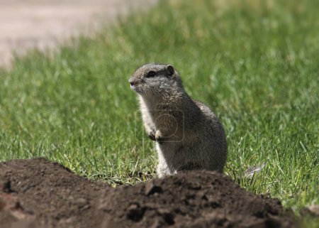 Photo for Belding's Ground Squirrel (urocitellus beldingi) sitting on it's haunches - Royalty Free Image