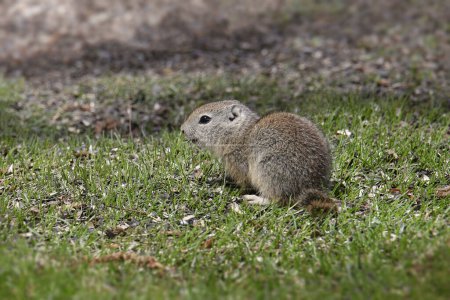 Photo for Belding's Ground Squirrel (juvenile) (urocitellus beldingi) foraging in some grass - Royalty Free Image
