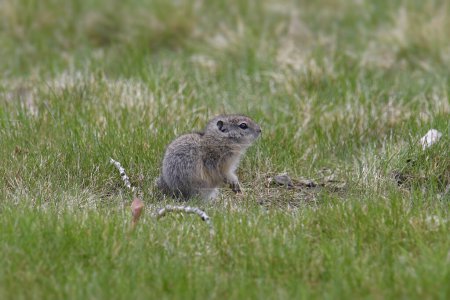 Photo for Belding's Ground Squirrel (juvenile) (urocitellus beldingi) sitting on a grassy lawn - Royalty Free Image