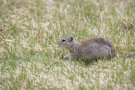 Photo for Belding's Ground Squirrel (urocitellus beldingi) lounging on a grass lawn - Royalty Free Image