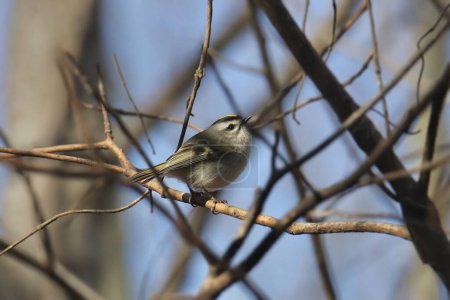 Photo for Golden-crowned Kinglet (regulus satrapa) perched in a tangle of branches - Royalty Free Image