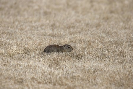 Photo for Belding's Ground Squirrel (urocitellus beldingi) in some dry grass - Royalty Free Image