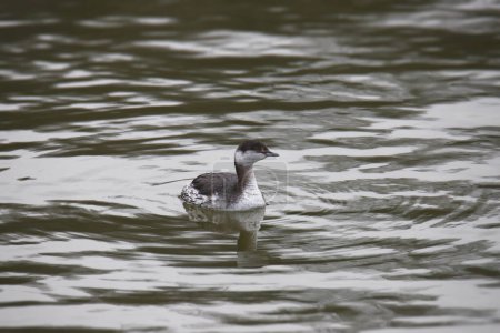Photo for Horned Grebe (podiceps auritus) swimming in a lake - Royalty Free Image