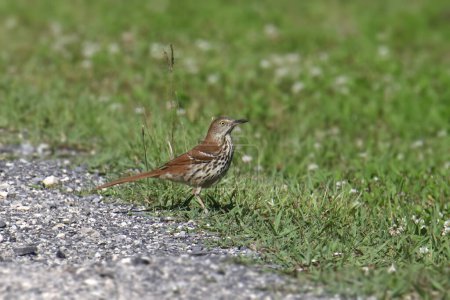 Photo for Brown Thrasher (toxostoma rufum) foraging in some grass - Royalty Free Image