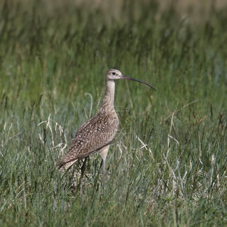 Téléchargez les photos : Long-billed Curlew (numenius americanus) standing in some grass - en image libre de droit