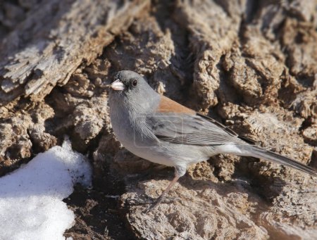 Foto de Dark-eyed Junco (Gray-headed) foraging beside a patch of snow - Imagen libre de derechos
