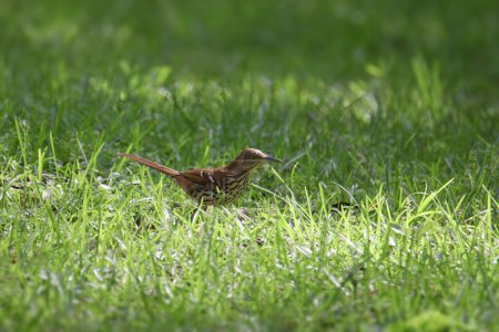 Photo for Brown Thrasher (toxostoma rufum) foraging in a grassy area - Royalty Free Image
