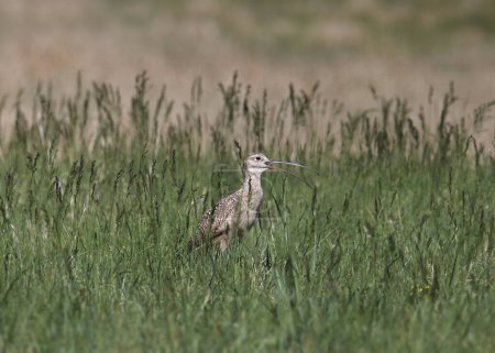 Photo for Long-billed Curlew (numenius americanus) calling out from it's perched in some tall grass - Royalty Free Image