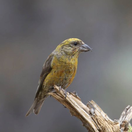 Photo for Red Crossbill (immature male) (loxia curvirostra) perched on a broken branch - Royalty Free Image