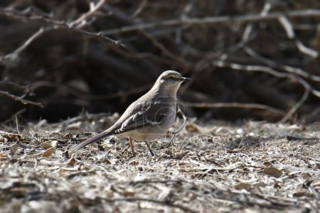 Photo for Northern Mockingbird (mimus polyglottos) perched on the ground - Royalty Free Image