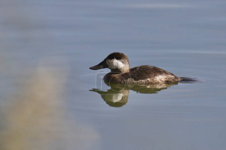Téléchargez les photos : Ruddy Duck (nonbreeding male) (oxyura jamaicensis) swimming in a pond - en image libre de droit
