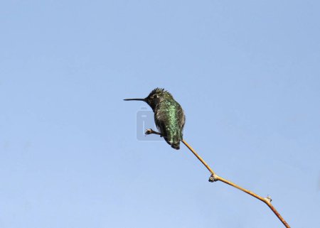 Téléchargez les photos : Anna's Hummingbird (male) (calypte anna) perched on a small branch - en image libre de droit