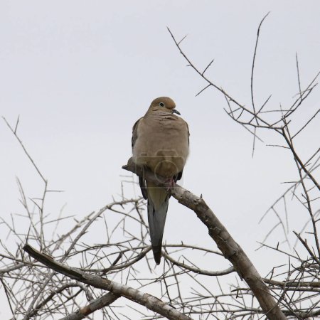 Téléchargez les photos : Mourning Dove (zenaida macroura) perched high in a leafless tree - en image libre de droit