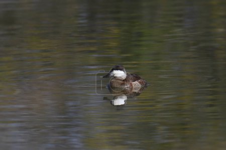 Téléchargez les photos : Ruddy Duck (nonbreeding male) (oxyura jamaicensis) swimming in a pond - en image libre de droit