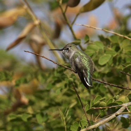 Foto de Costa's Hummingbird (female) (calypte costae) perched in a leafy bush - Imagen libre de derechos
