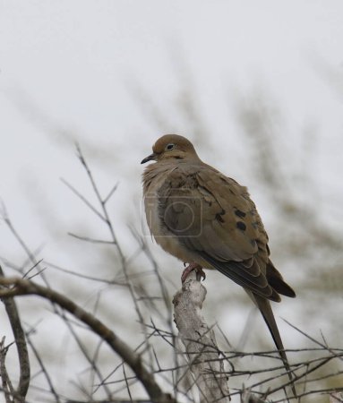 Foto de Mourning Dove (zenaida macroura) perched high in a tree - Imagen libre de derechos