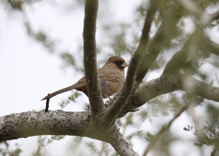 Abert's Towhee (melozone aberti) perched on a tree