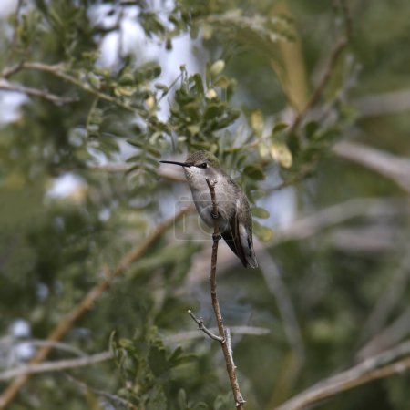 Foto de Costa's Hummingbird (female) (calypte coastae) perched in a tree - Imagen libre de derechos