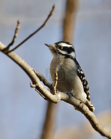 Téléchargez les photos : Downy Woodpecker (female) (dryobates pubescens) perched on a branch - en image libre de droit