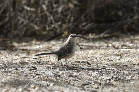 Photo for Northern Mockingbird (mimus polyglottos) perched on the ground - Royalty Free Image