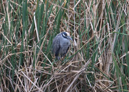 Téléchargez les photos : Yellow-crowned Night Heron (nyctanassa violacea) perched in some very tall reeds - en image libre de droit