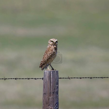 Photo for Burrowing Owl (athene cunicularia) perched on a fence post - Royalty Free Image