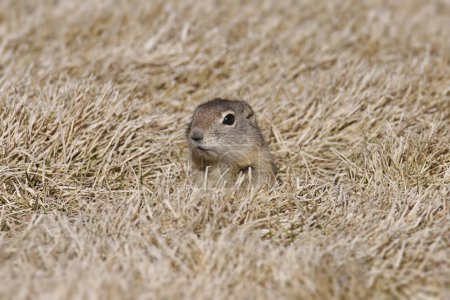 Photo for Belding's Ground Squirrel (urocitellus beldingi) lying in some dry grass - Royalty Free Image