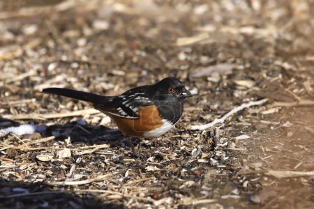 Foto de Spotted Towhee (pipilo maculatus) foraging on the ground - Imagen libre de derechos
