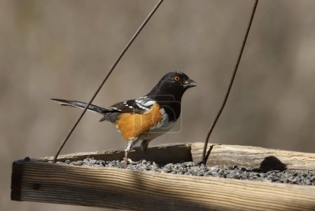 Foto de Towhee manchado (pipilo maculatus) encaramado en alimentador de aves - Imagen libre de derechos
