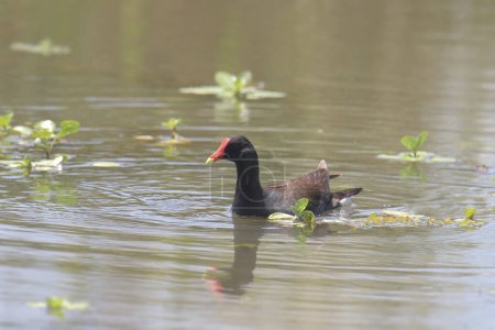 Photo for Common Gallinule (gallinula galeata) swimming in a pond - Royalty Free Image