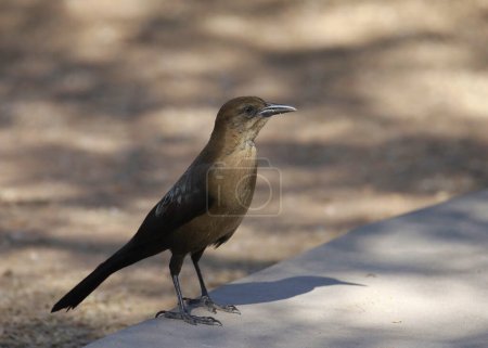 Photo for Great-tailed Grackle (female) (quiscalus mexicanus) perched on the ground - Royalty Free Image