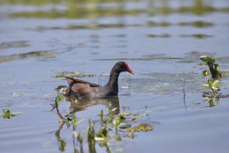 Photo for Common Gallinule (gallinula galeata) swimming in a pond - Royalty Free Image