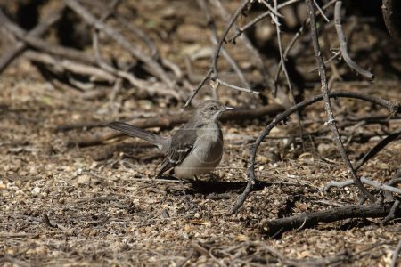 Photo for Northern Mockingbird (mimus polyglottos) foraging on the ground - Royalty Free Image