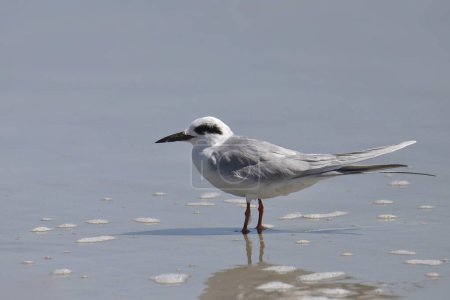 Photo for Forster's Tern (nonbreeding) standing in shallow waterForster's Tern (nonbreeding) standing in shallow water - Royalty Free Image