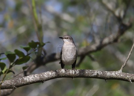 Photo for Northern Mockingbird (mimus polyglottos) perched on a branch - Royalty Free Image