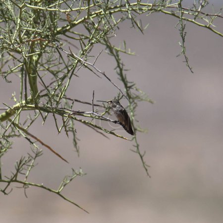 Foto de Colibrí de Costa (hembra) encaramado en un arbusto del desierto - Imagen libre de derechos