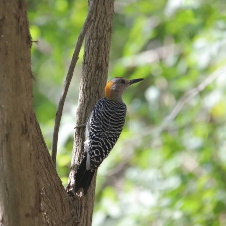 Foto de Golden-fronted Woodpecker (male) (melanerpes aurifrons) looking back from it's perch on a tree trunk - Imagen libre de derechos
