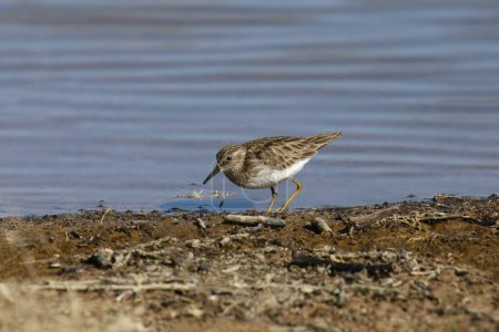 Photo for Least Sandpiper (calidris minutilla) foraging on the edge of a pond - Royalty Free Image