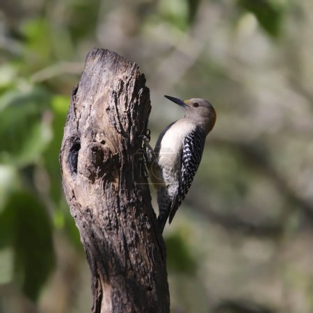Foto de Golden-fronted Woodpecker (female) (melanerpes aurifons) perched on a tree stump - Imagen libre de derechos