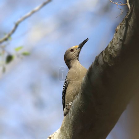 Foto de Golden-fronted Woodpecker (female) (melanerpes aurifrons) perched on a big branch - Imagen libre de derechos