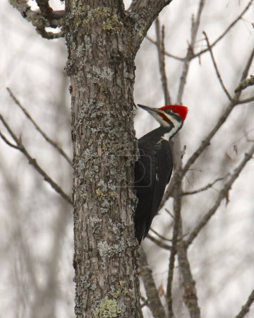 Téléchargez les photos : Pileated Woodpecker (male) (dryocopus pileatus) perched on trunk of a leafless tree - en image libre de droit