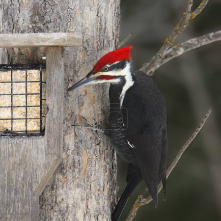 Téléchargez les photos : Pileated Woodpecker (male) (dryocopus pileatus) eating from a suet feeder - en image libre de droit
