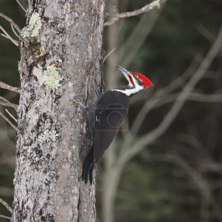 Téléchargez les photos : Pileated Woodpecker (male) (dryocopus pileatus) on the trunk of a big tree - en image libre de droit