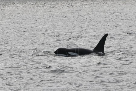 Téléchargez les photos : Orque (orcinus orca) brèche dans l'océan - en image libre de droit